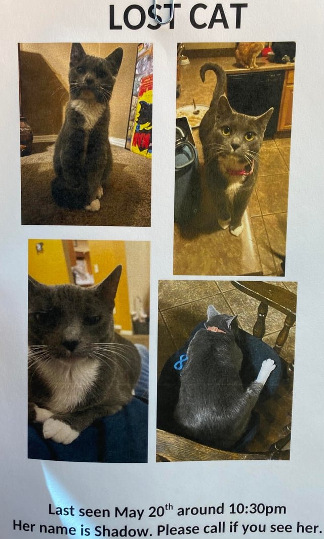 Lost Cat in El Paso, Texas — Hey everyone, we lost our cat when our house caught fire. We never found a body, so I am severely…