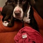 Pet alert in Austin, Texas — listing photo