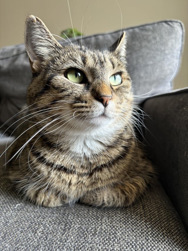 lost cat in Baltimore, Maryland