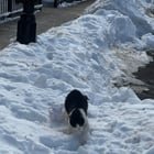 Found Cat in Newark, New Jersey — Saving Newark’s Street Kittens, One Storm at a Time