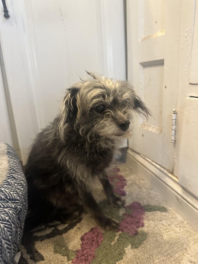Found Pet in Minneapolis, Minnesota — listing photo