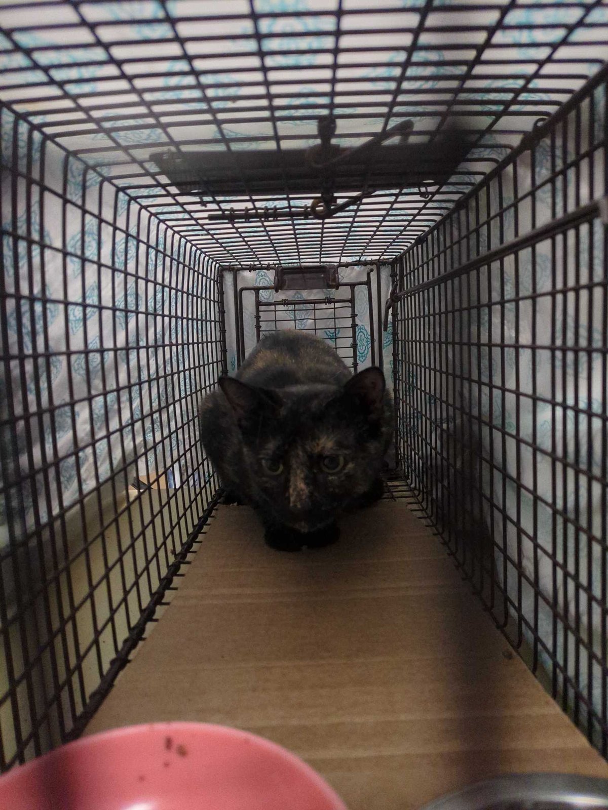 Found Cat in FL 32460 — listing photo
