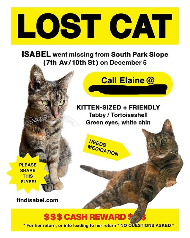Lost Cat in New York, New York — listing photo