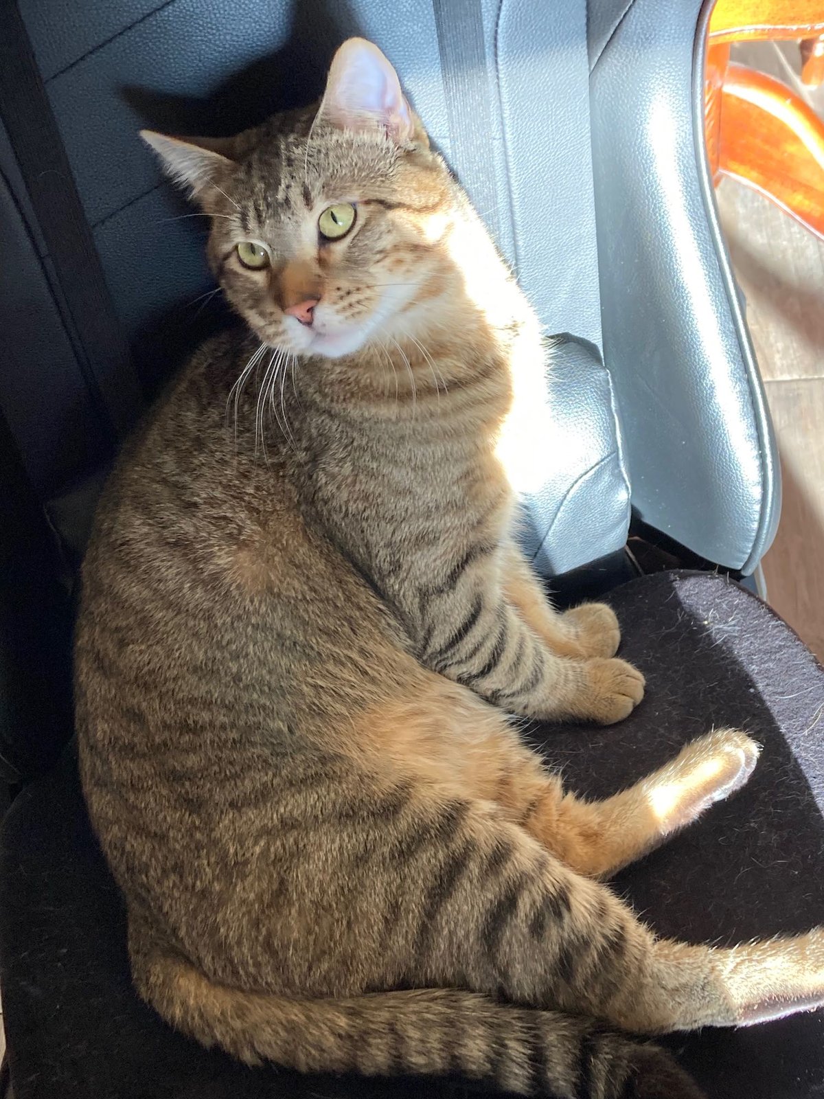 Lost Cat in Colorado Springs, Colorado — listing photo