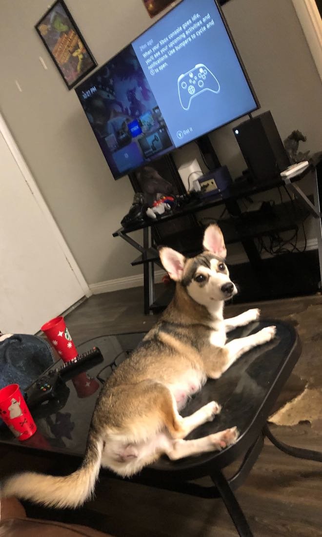 Lost Dog in Phoenix, Arizona — listing photo