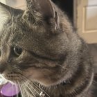 lost cat in Louisville, Kentucky