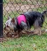 Lost Dog in Tyler, Texas — listing photo