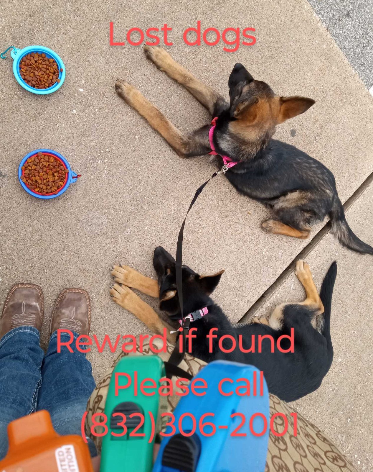 Lost Dog in TX 77379 — listing photo