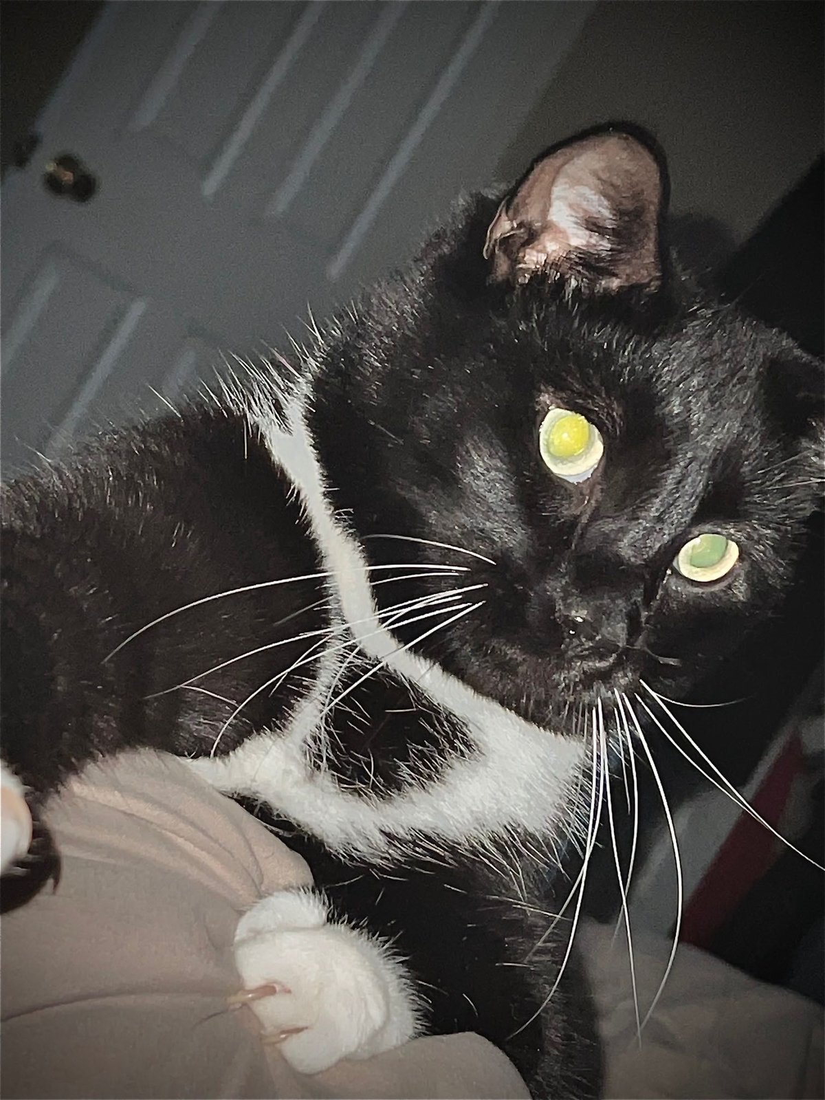 Lost Cat in Ocala, Florida — listing photo