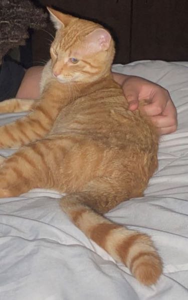 Lost Cat in Gainesville, Florida — listing photo
