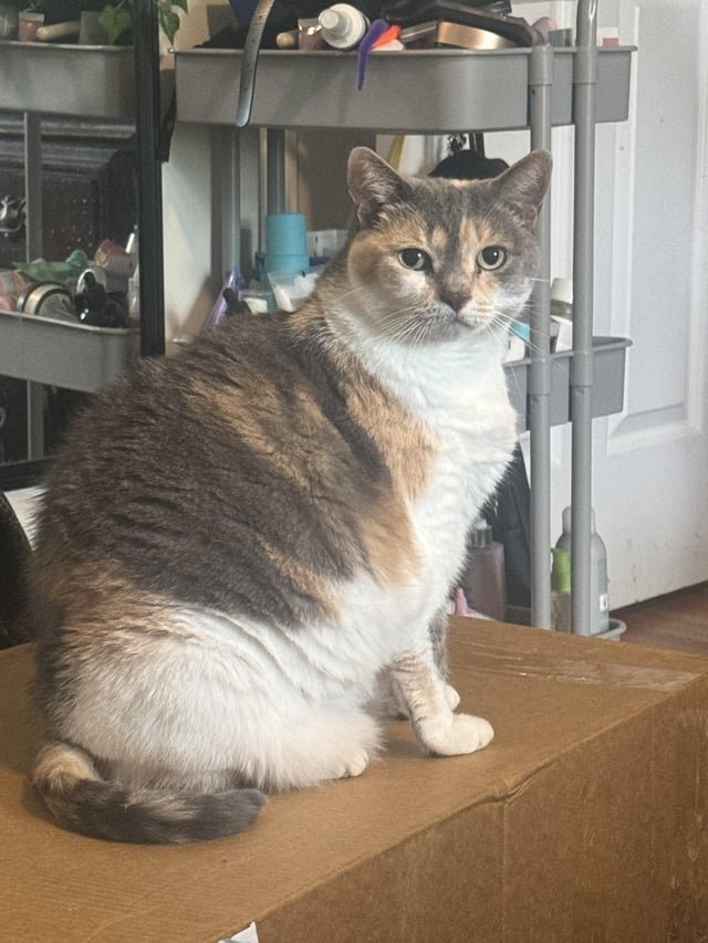 lost cat in Providence, Rhode Island