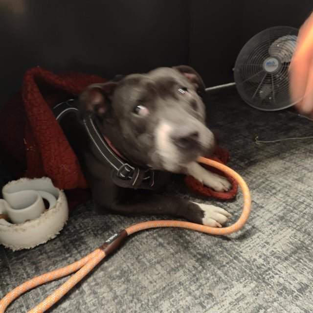 Lost Dog in Indianapolis, Indiana — listing photo