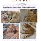 Lost Cat in Denver, Colorado — MY CAT CHEETO IS STILL MISSING!