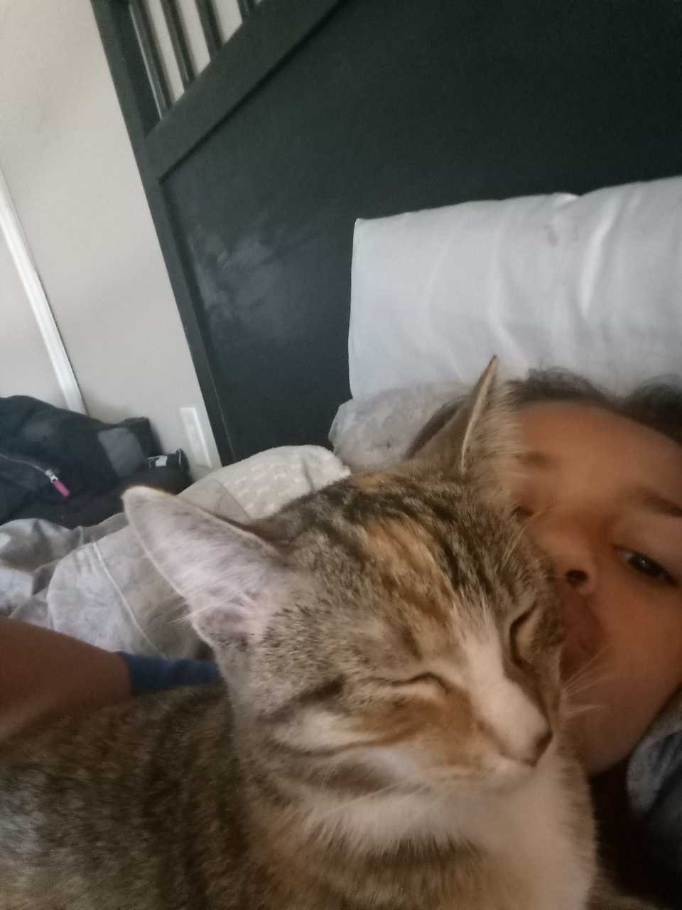 Lost Cat in Decatur, Illinois — listing photo