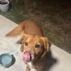 Lost Dog in San Antonio, Texas — listing photo