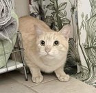 Lost Cat in Philadelphia, Pennsylvania — listing photo