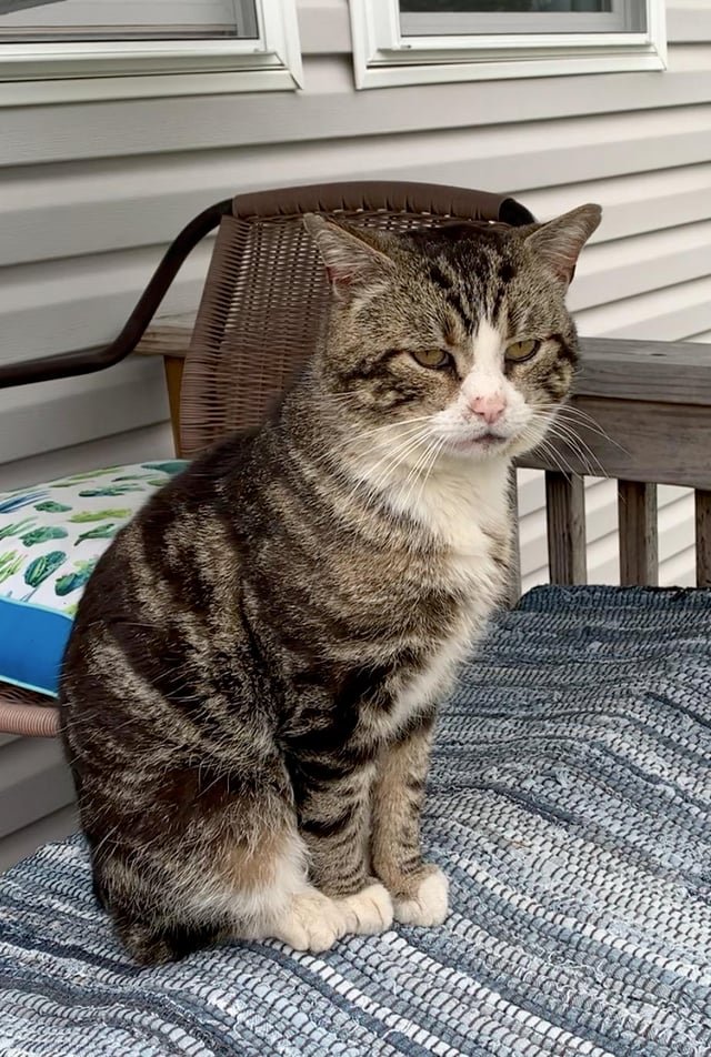 Lost Pet in K — $$$ Cash Reward $$$ Missing Cat Johnny Castle- Freewood Acres - Howell - 07731