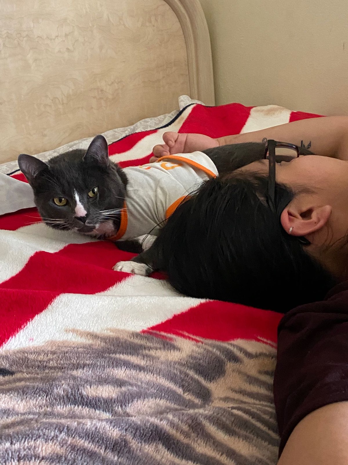 Lost Cat in Greensboro, North Carolina — listing photo