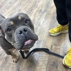 lost dog in San Antonio, Texas