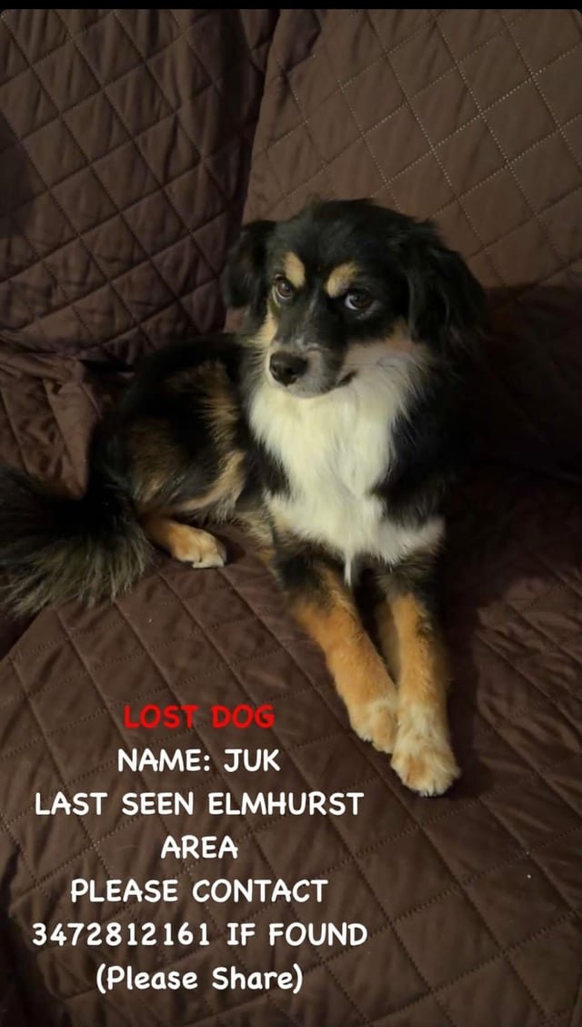 Lost Dog in New York, New York — listing photo