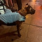 found dog in San Diego, California