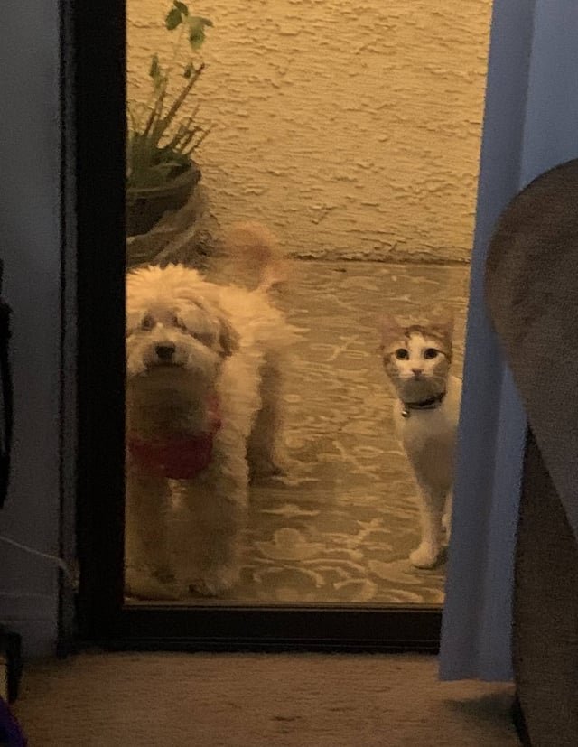 Lost Pet in Las Vegas, Nevada — listing photo