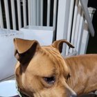 Lost Dog in Sherman, Texas — listing photo