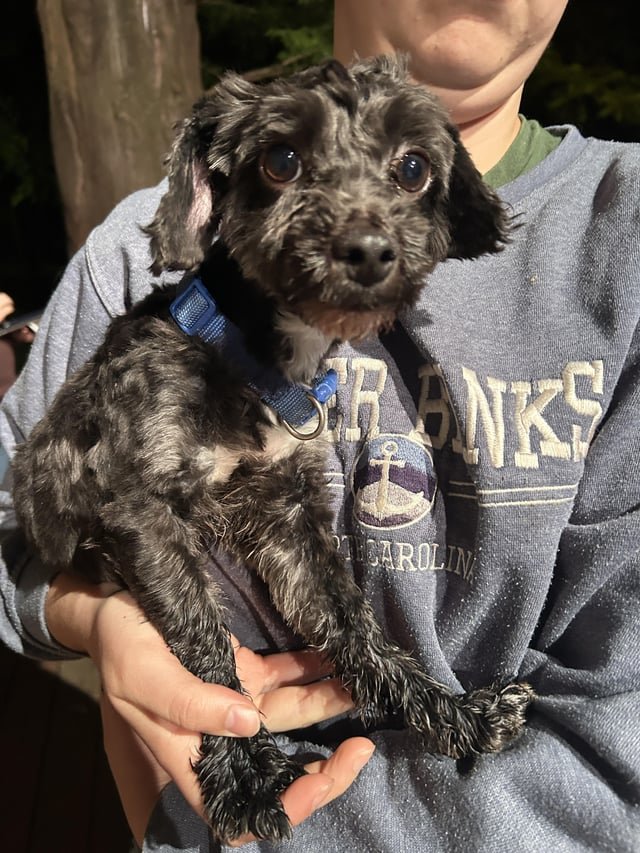 Found Pet in Louisville, Kentucky — listing photo