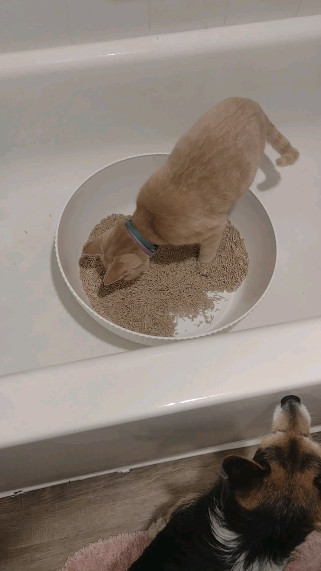 Lost Cat in Dallas, Texas — listing photo