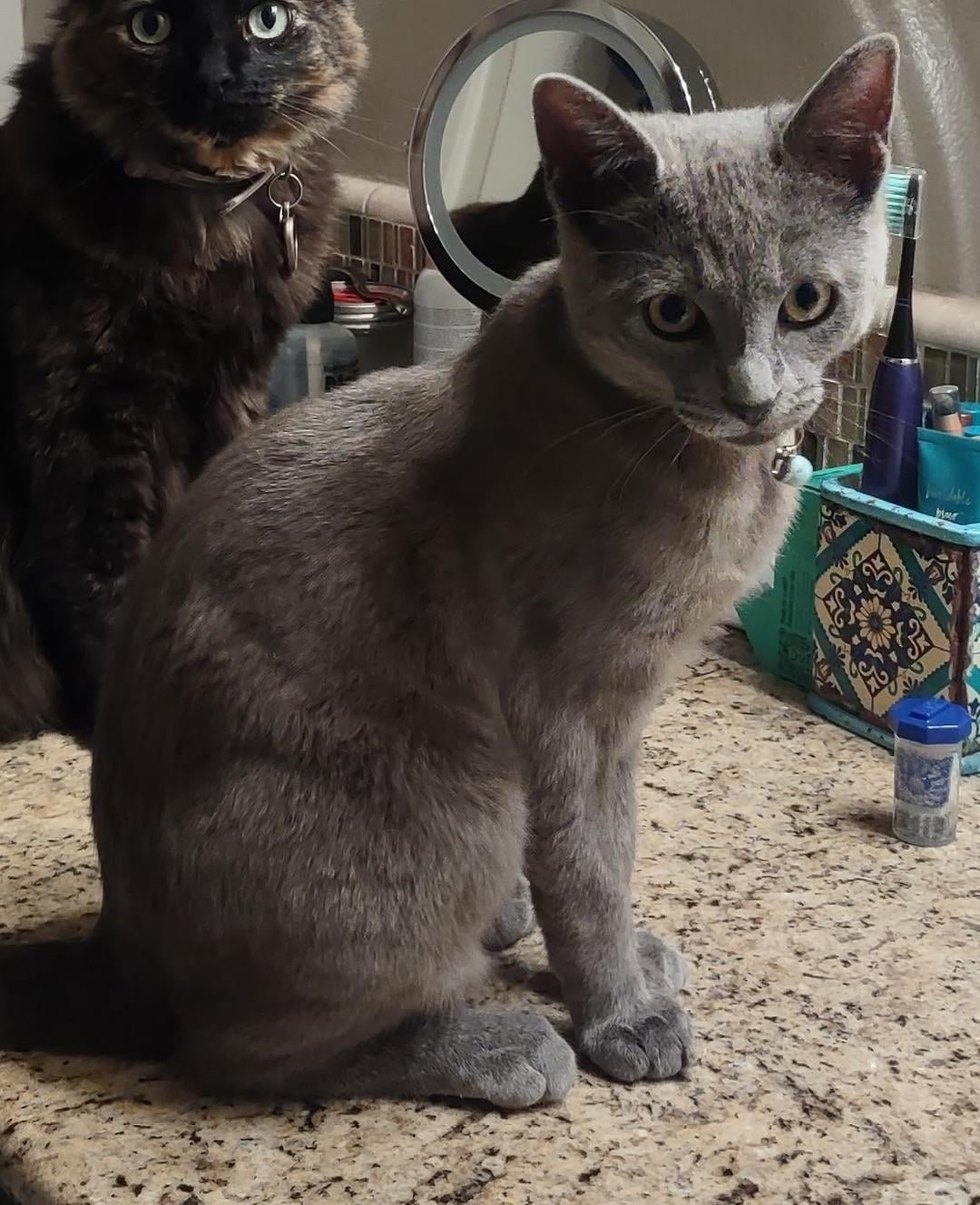 lost pet in Fresno, California