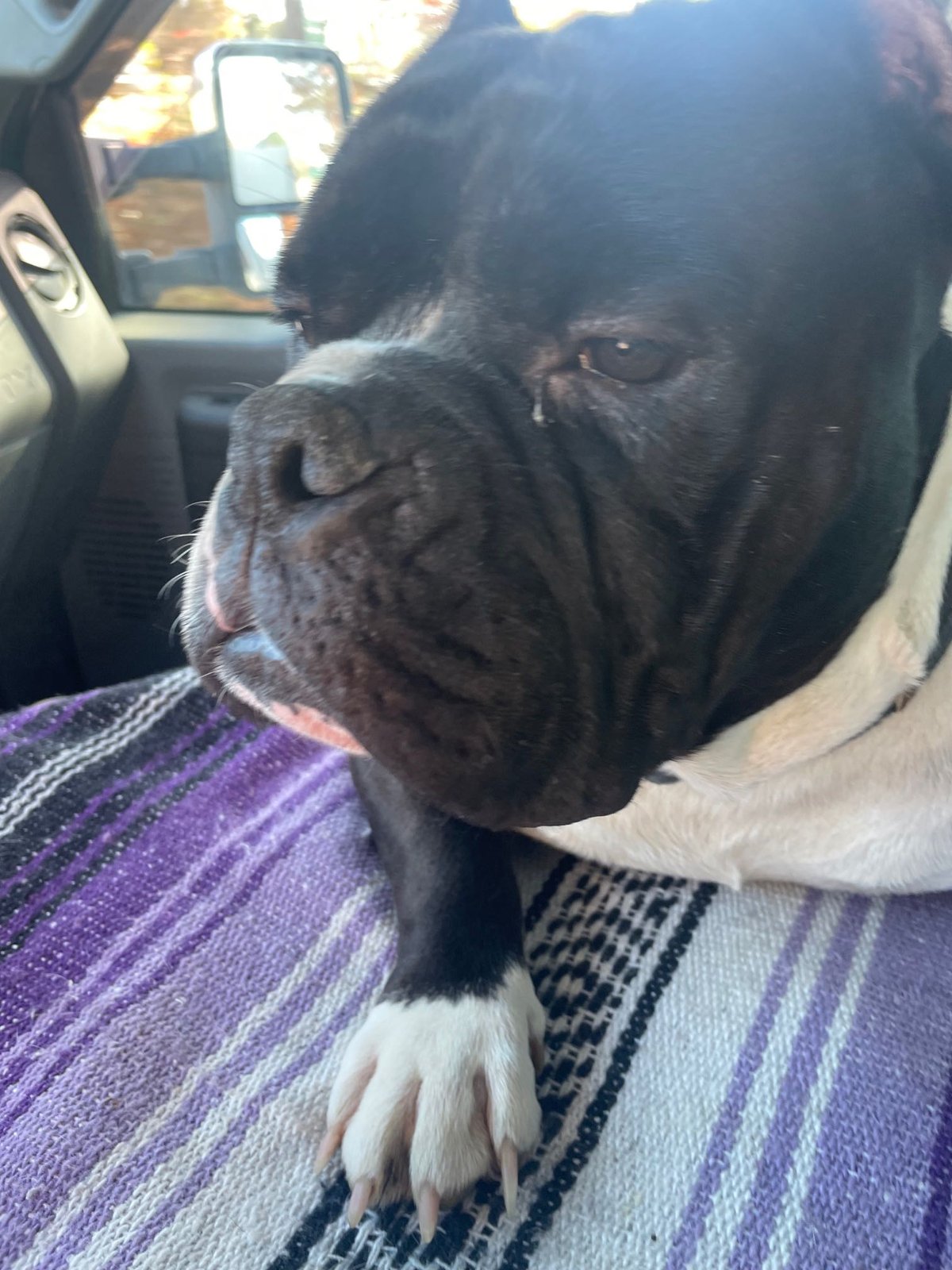 Lost Dog in Triad Blvd & Hasty School Rd — listing photo