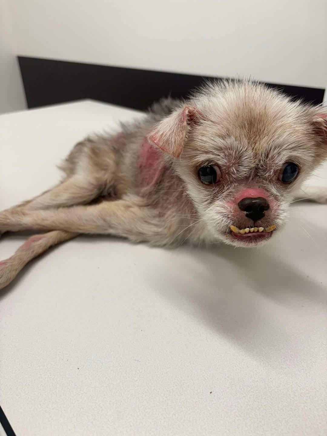 Found Pet in New York, New York — Help finding owners - dog found on highway by Fulton firefighters