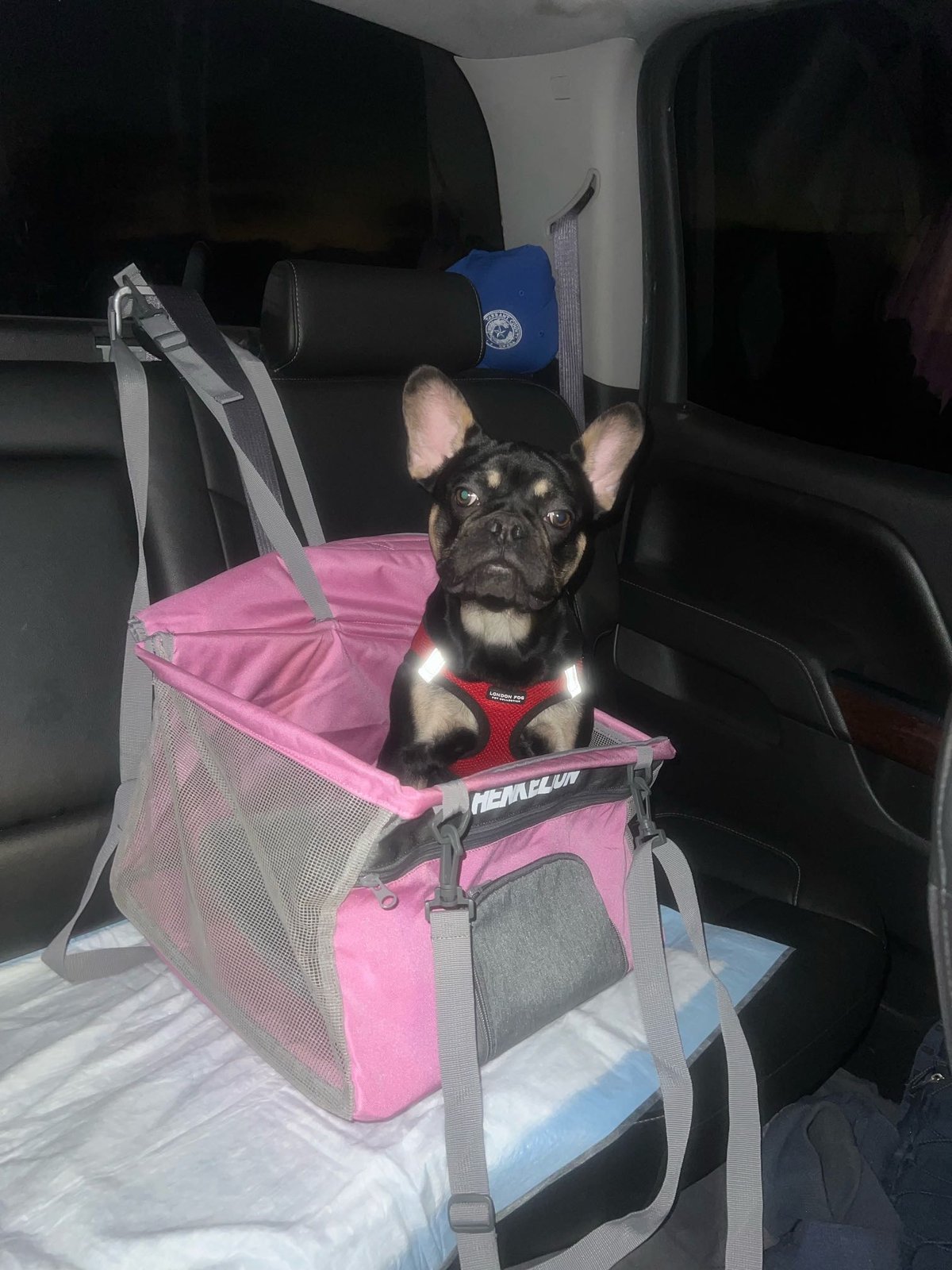 Lost Dog in Fort Worth, Texas — listing photo