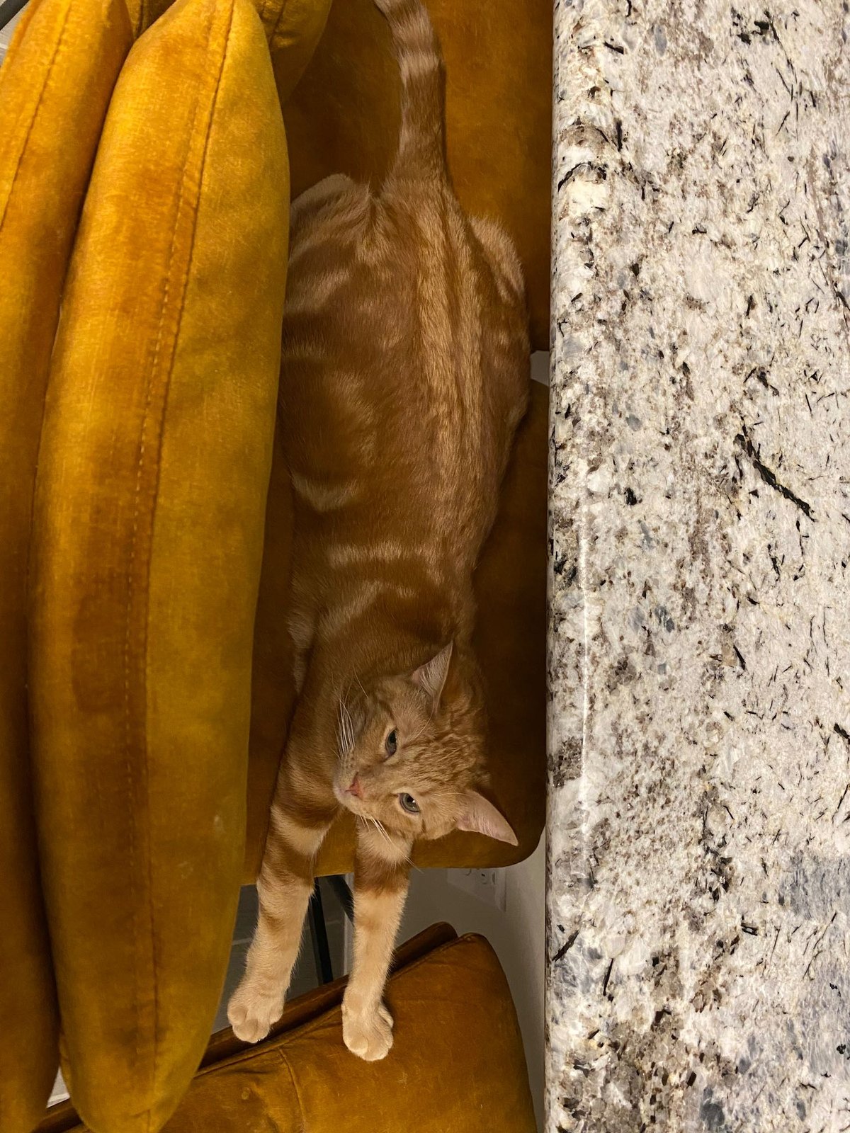 Lost Cat in Avondale, Arizona — listing photo