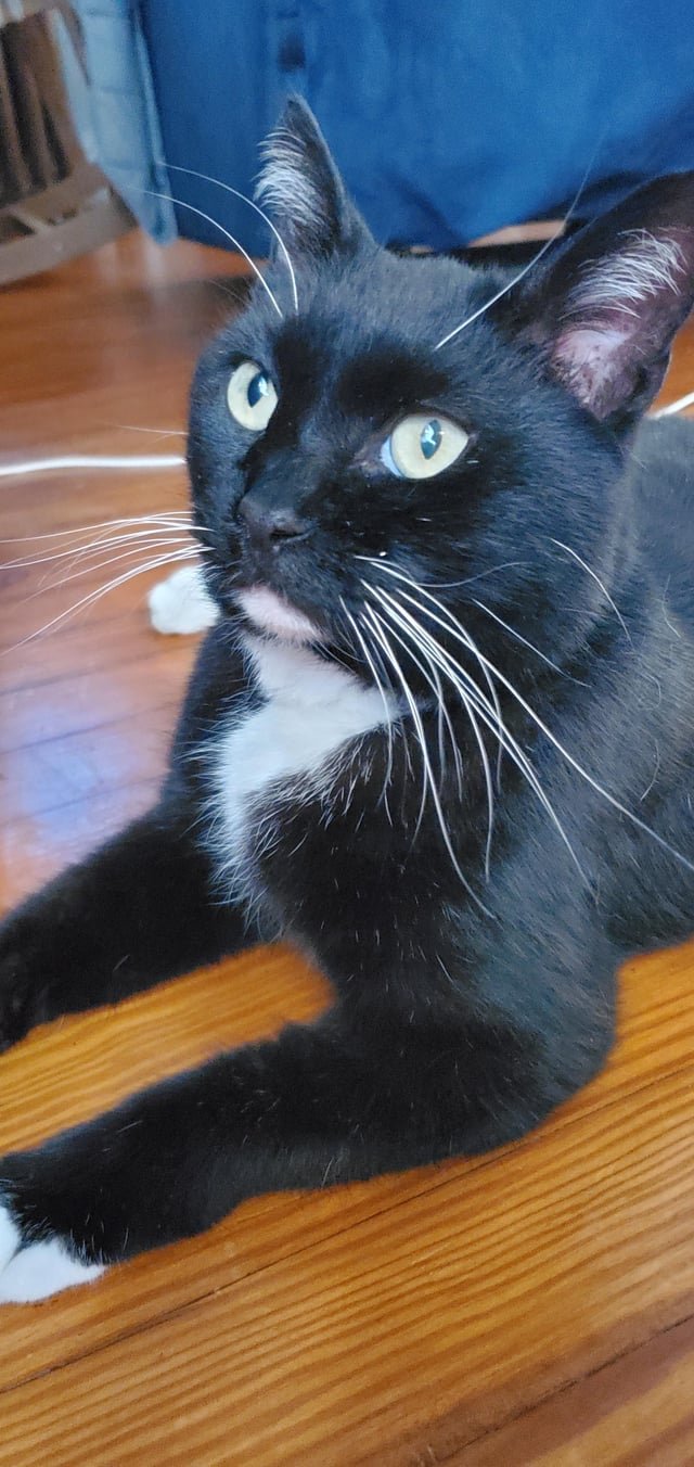 Found Pet in Cincinnati, Ohio — I found my cat!