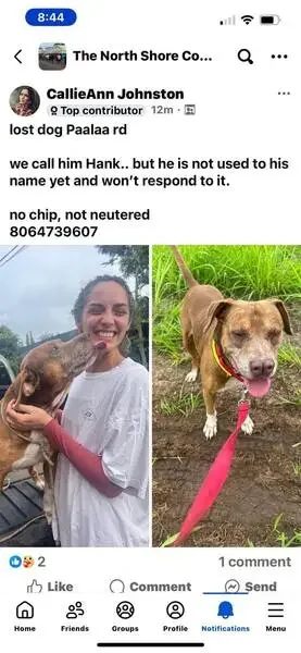 found dog in Flint, Michigan