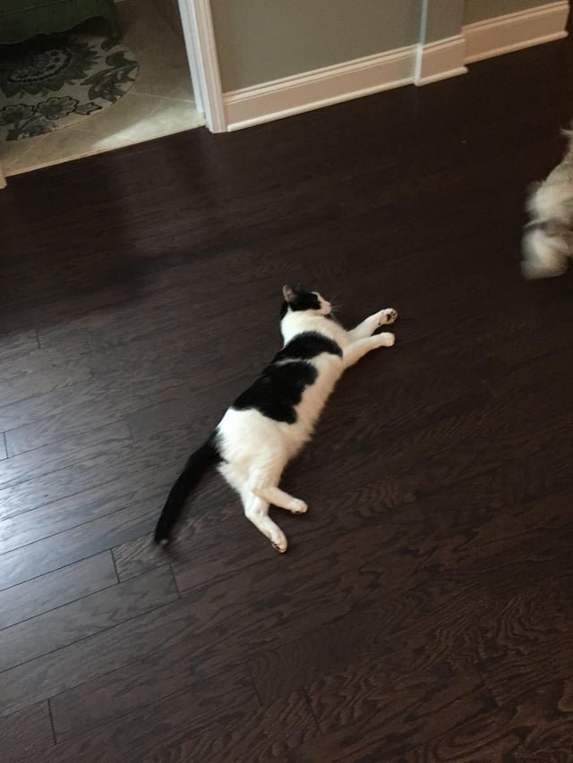 Lost Cat in K — My uncle is missing his cat! Lost about a week ago but has not returned home. Cat is male but goes by Mary. Lost…