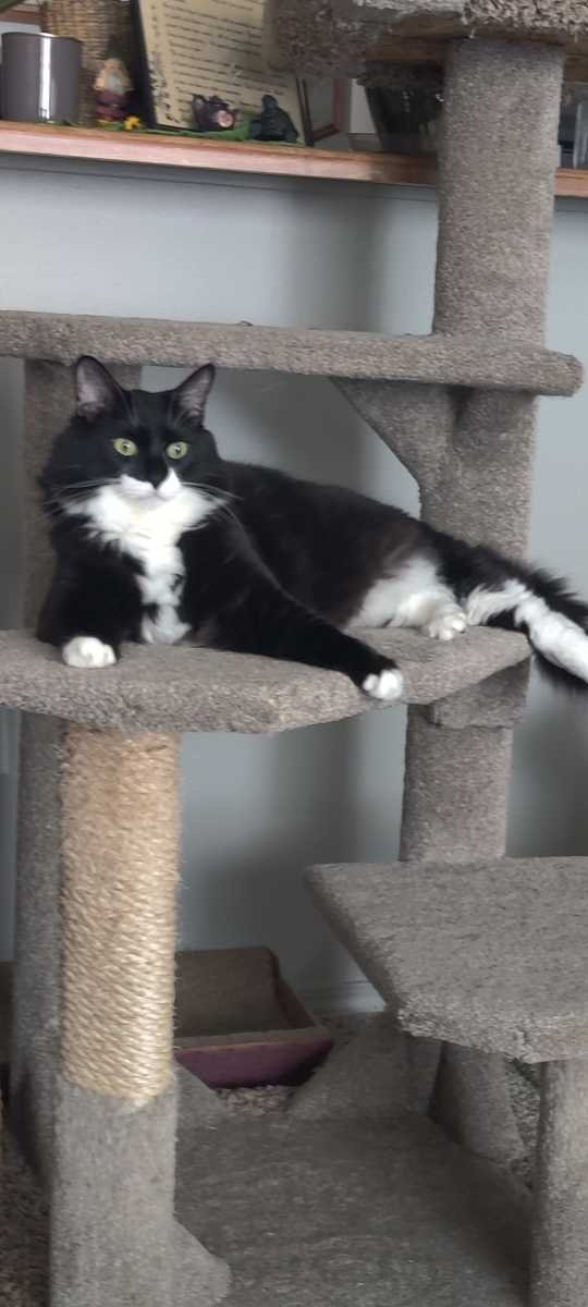 Lost Cat in Boise — listing photo