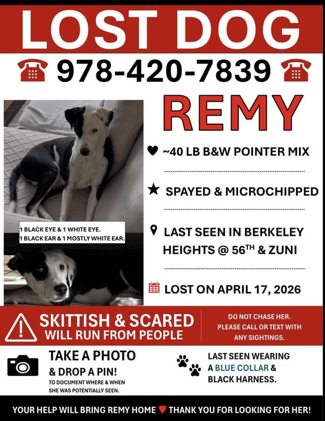 Lost Pet in Denver, Colorado — listing photo