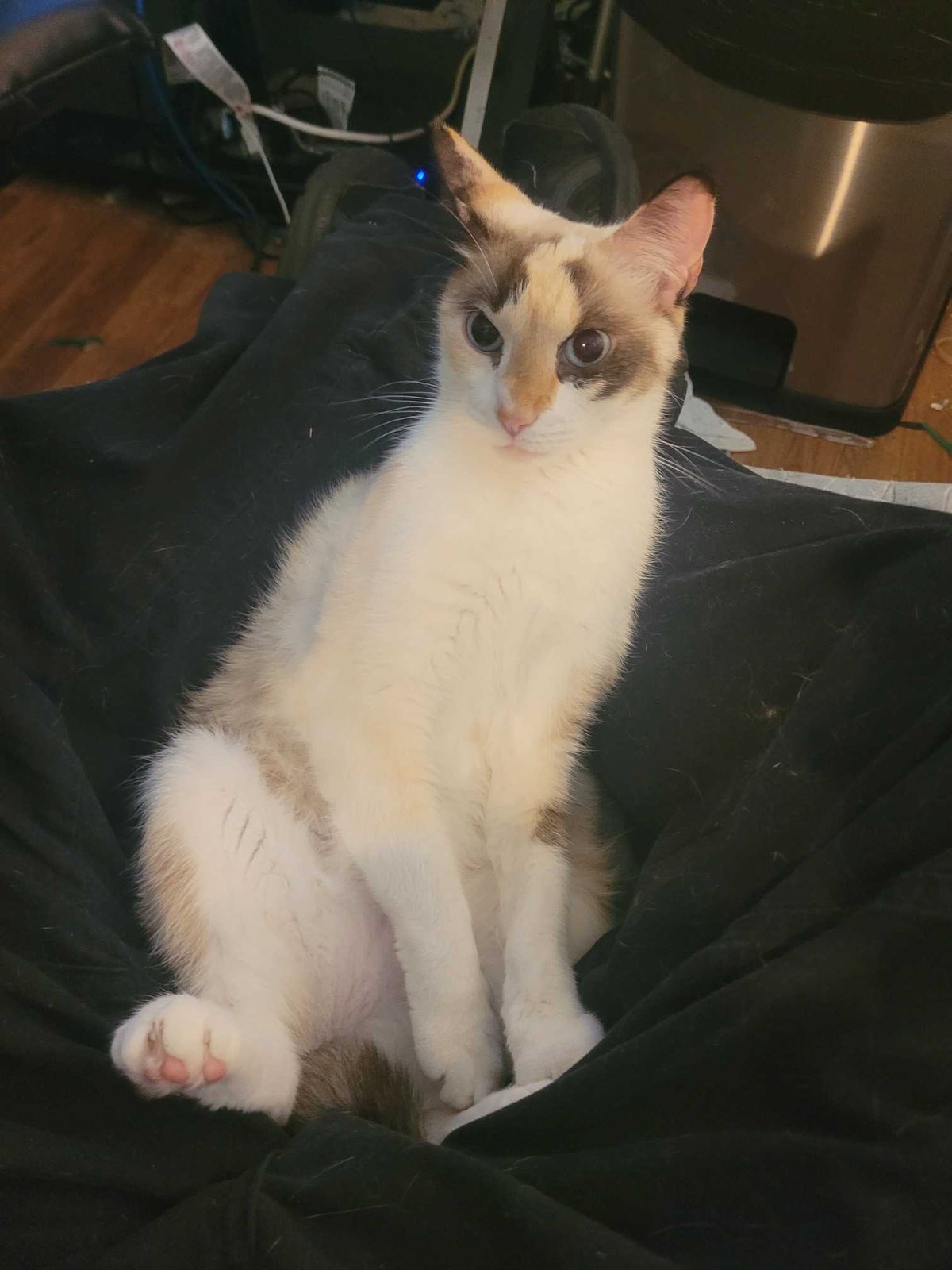 Lost Cat in Dunnellon — listing photo