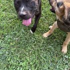 Lost Dog in Hamilton, Ohio — listing photo