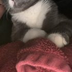 Lost Cat in K — My cat is lost! Desperately and actively searching for him! He’s very special to me and I’m heartbroken…