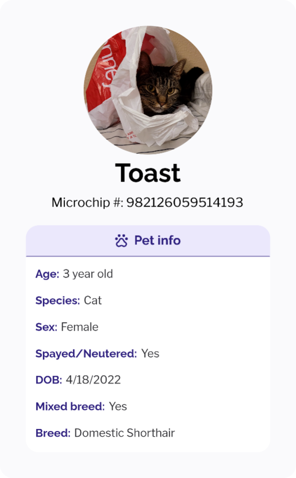 Lost Cat in Shreveport, Louisiana — listing photo