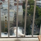Lost Dog in Seattle, Washington — listing photo