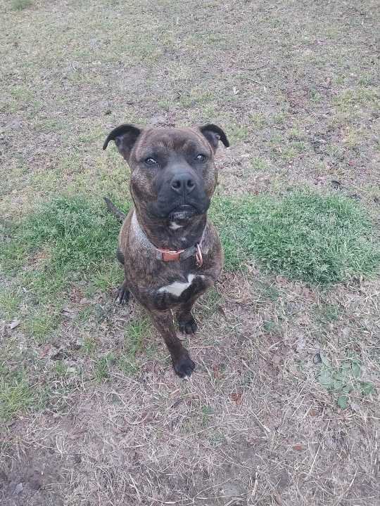 Found Dog in Fountain — listing photo