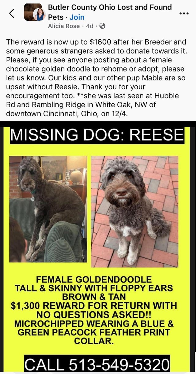 Lost Dog in Golden — listing photo