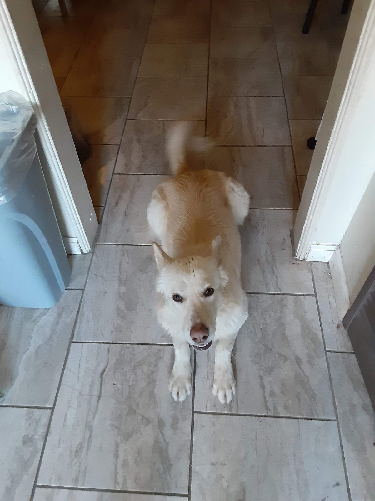 Lost Dog in El Paso, Texas — listing photo