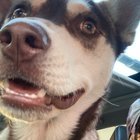 Found Dog in Dallas, Texas — listing photo
