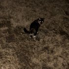 Found Dog in Indianapolis, Indiana — Well, guys… I found another baby that needs a home. More in description.