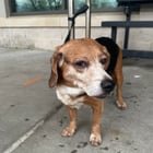 Lost Dog in Columbus, Ohio — listing photo